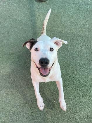Enlarge RILEY, a Adoptable mixed breed in El Paso, TX image 2/3