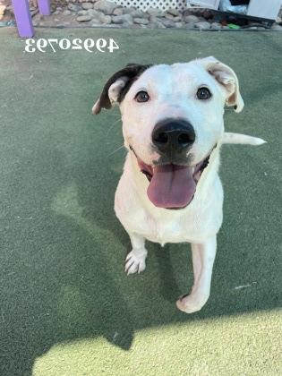 Enlarge RILEY, a Adoptable mixed breed in El Paso, TX image 3/3