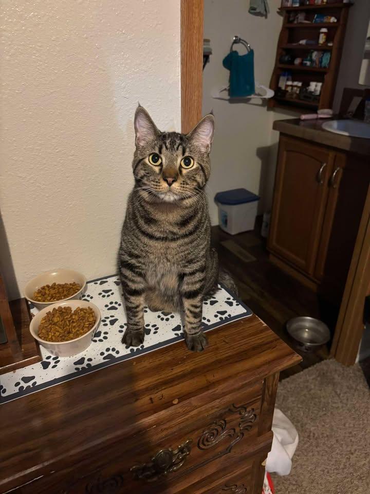 Enlarge Zip, a ADOPTABLE mixed breed in Chappell, NE image 1/1