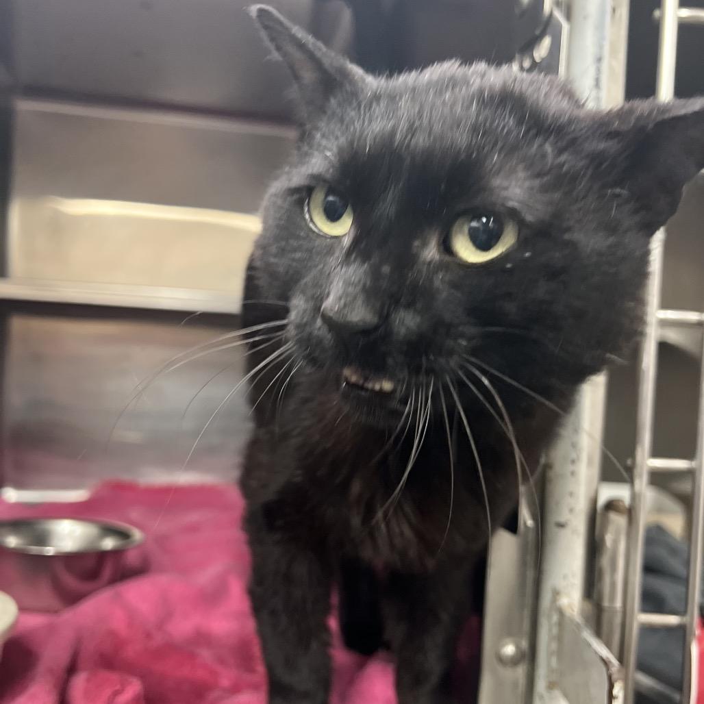 Tony Biscuits the Third, a Adoptable Domestic Short Hair in Amarillo, TX image 1/6