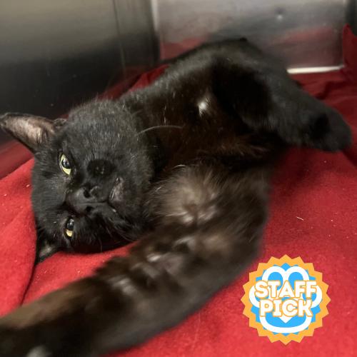 Tony Biscuits the Third, a Adoptable Domestic Short Hair in Amarillo, TX image 2/6