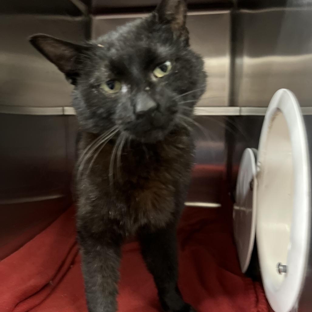 Tony Biscuits the Third, a Adoptable Domestic Short Hair in Amarillo, TX image 3/6
