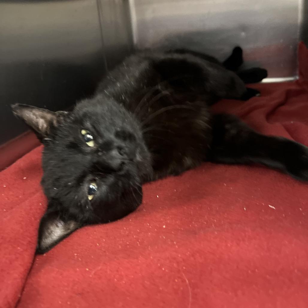 Tony Biscuits the Third, a Adoptable Domestic Short Hair in Amarillo, TX image 4/6