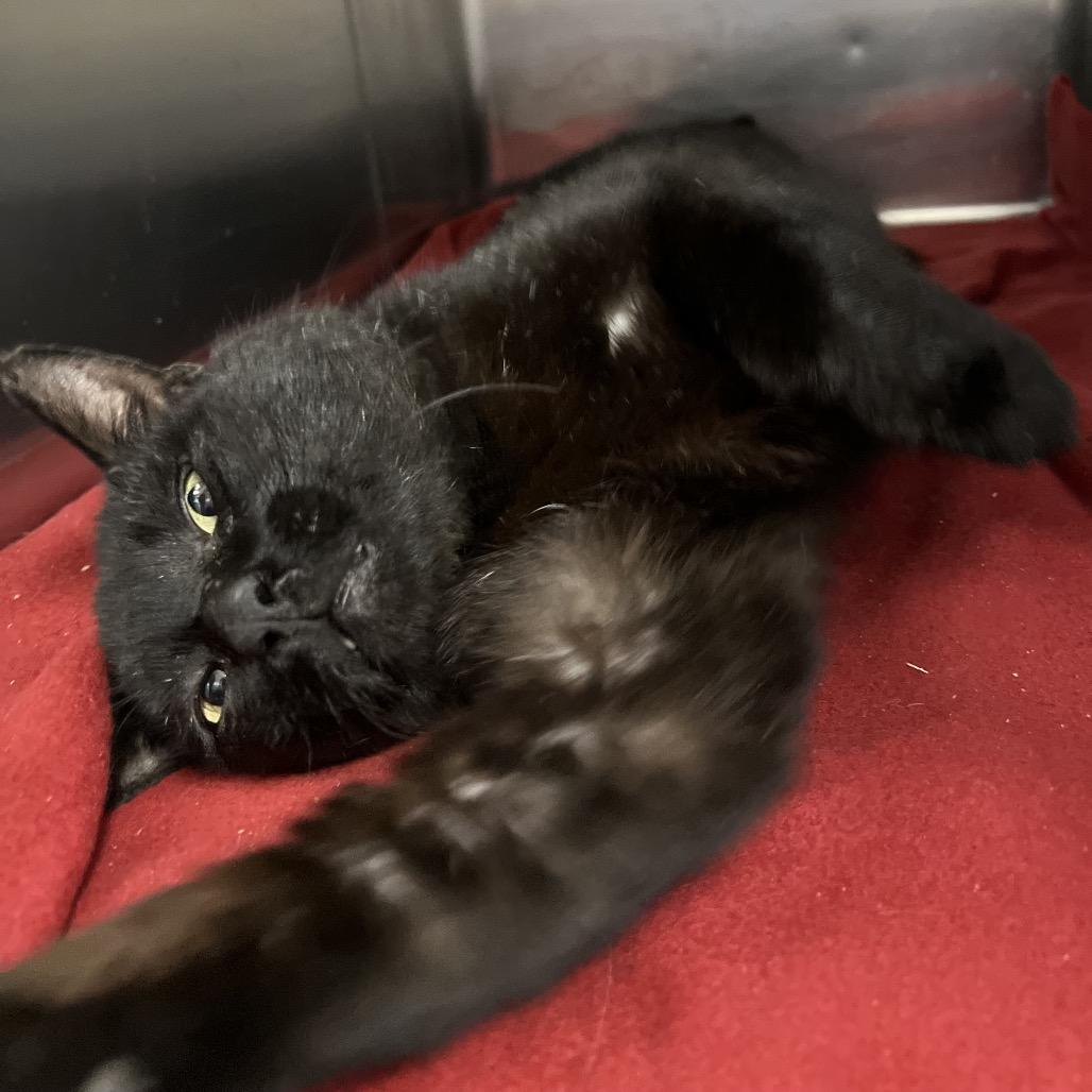 Tony Biscuits the Third, a Adoptable Domestic Short Hair in Amarillo, TX image 5/6