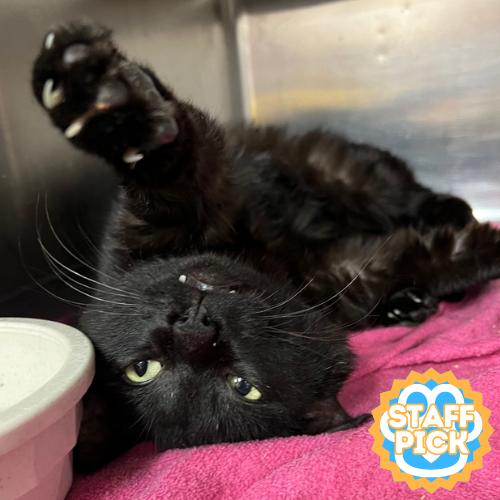 Tony Biscuits the Third, a Adoptable Domestic Short Hair in Amarillo, TX image 6/6