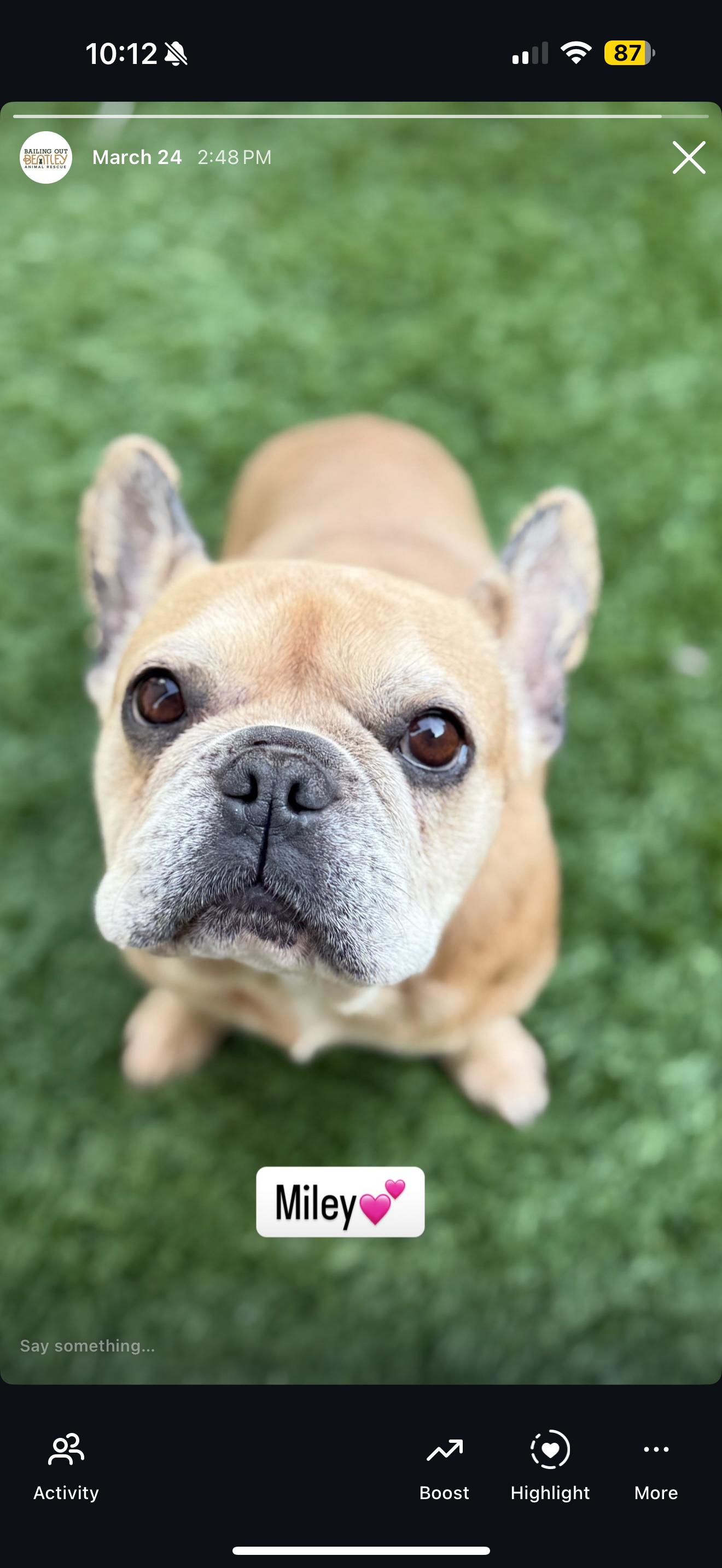 Miley, Adopted, Young Female French Bulldog.