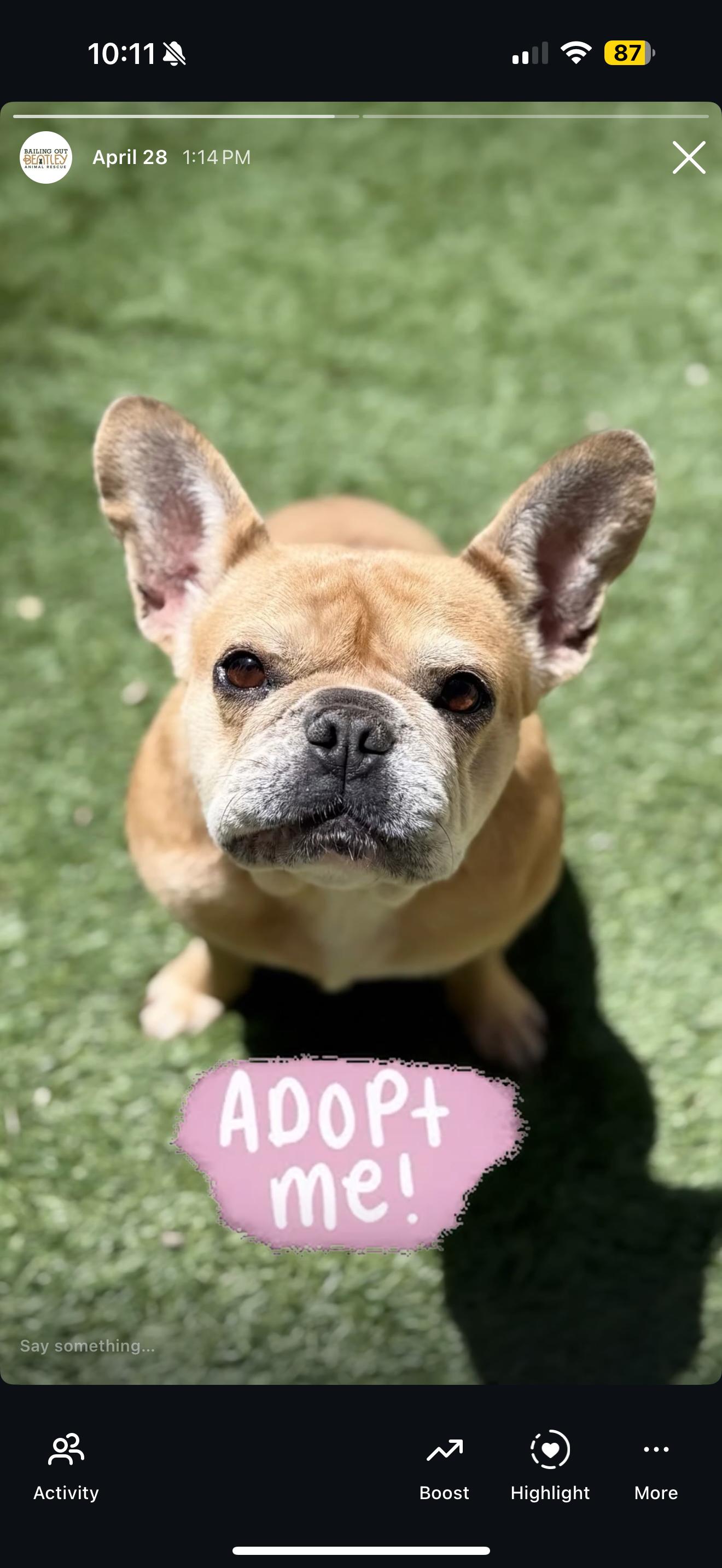 Enlarge Miley, a Adopted French Bulldog in Simi Valley, CA image 2/2