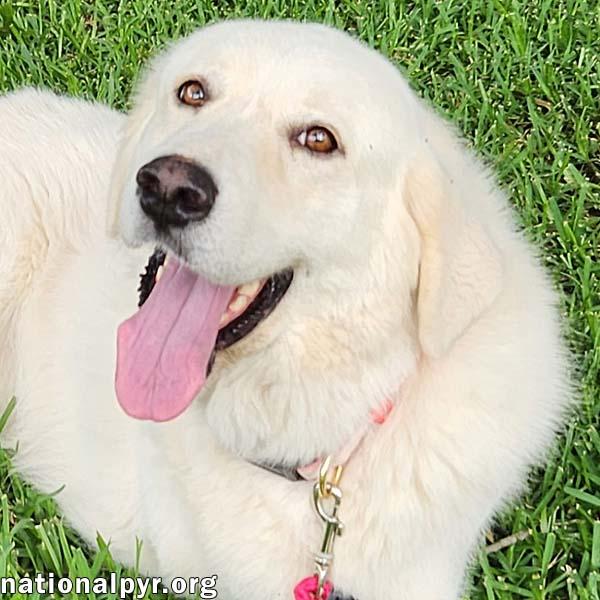 Honey in LA - The Sweetest Girl in the World!, Adult Female Great Pyrenees