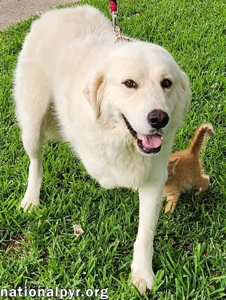 Honey in LA - The Sweetest Girl in the World!, a Adoptable mixed breed in Beacon, NY image 2/3