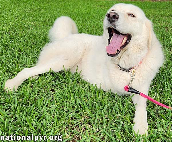 Honey in LA - The Sweetest Girl in the World!, a Adoptable mixed breed in Beacon, NY image 3/3