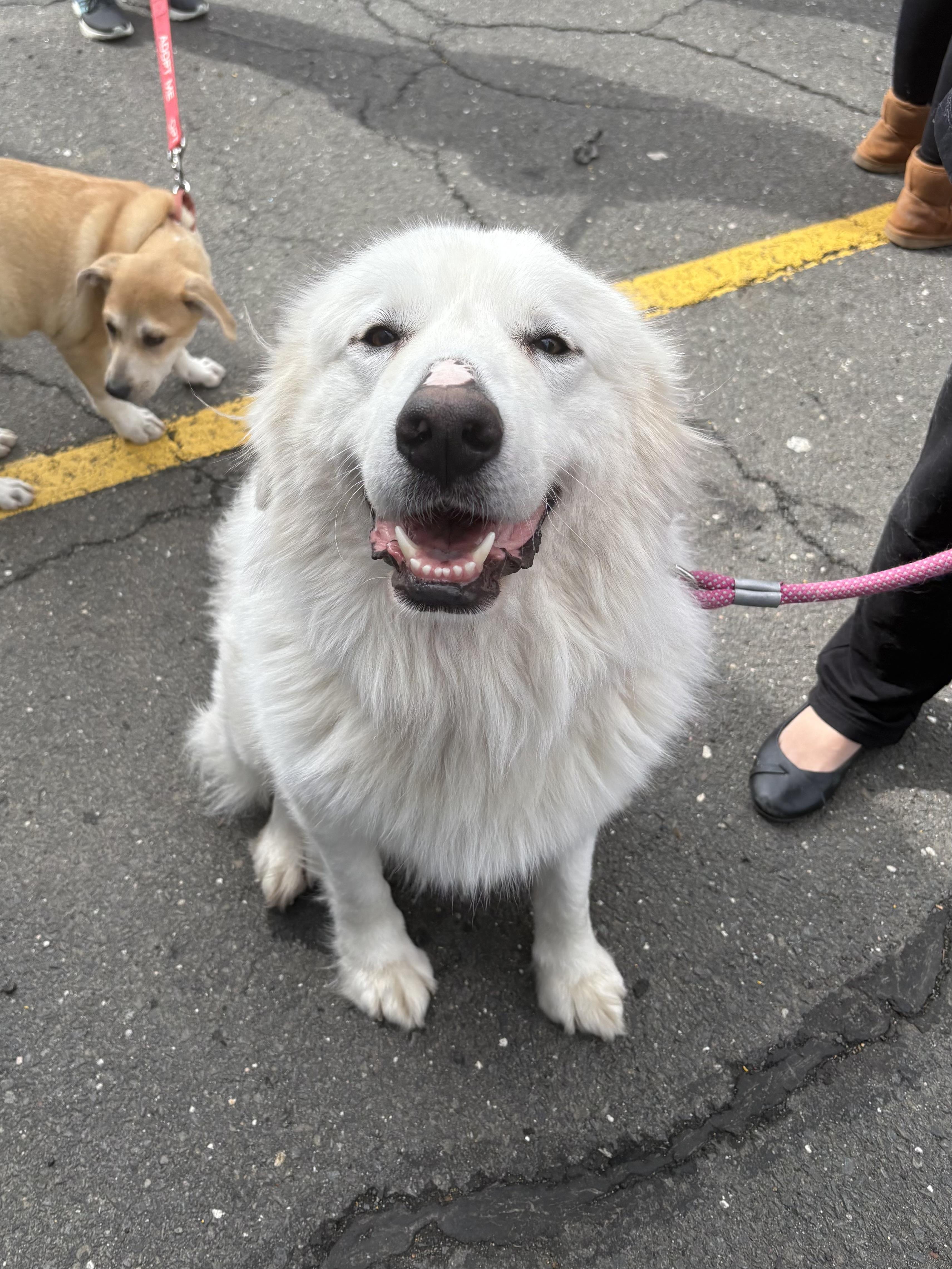 Enlarge Snowball , a ADOPTABLE Great Pyrenees in Watertown, CT image 1/5