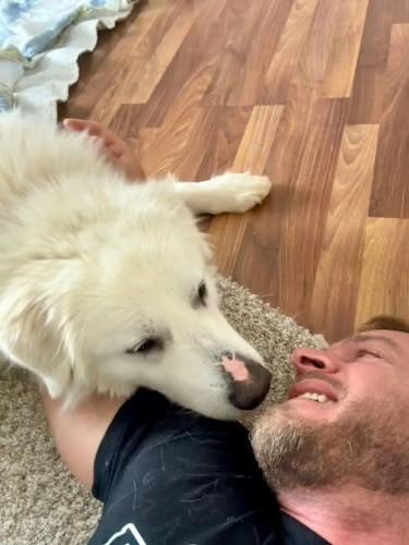 Enlarge Snowball , a ADOPTABLE Great Pyrenees in Watertown, CT image 4/5