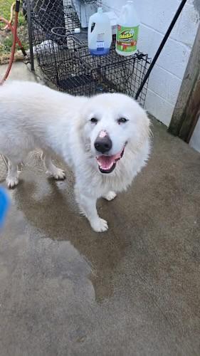 Enlarge Snowball , a ADOPTABLE Great Pyrenees in Watertown, CT image 2/5