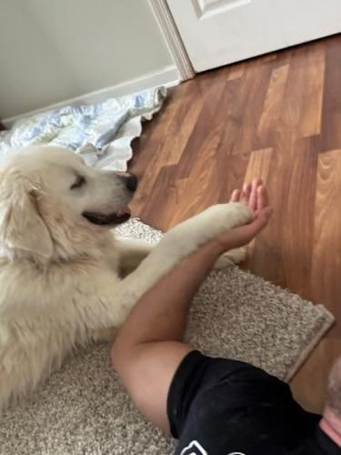 Enlarge Snowball , a ADOPTABLE Great Pyrenees in Watertown, CT image 3/5