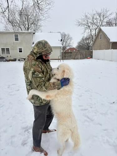 Enlarge Snowball , a ADOPTABLE Great Pyrenees in Watertown, CT image 5/5