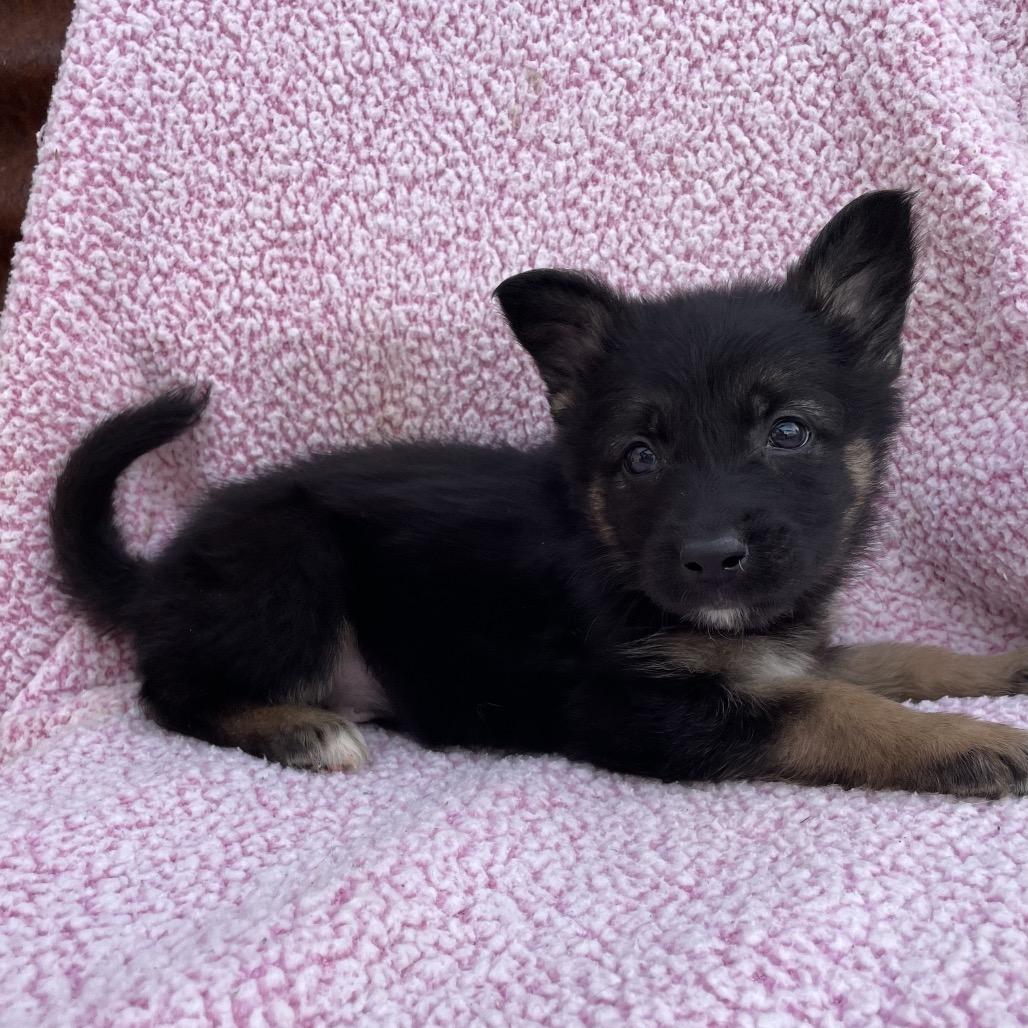 Bruno, Adoptable, Puppy Male German Shepherd Dog.