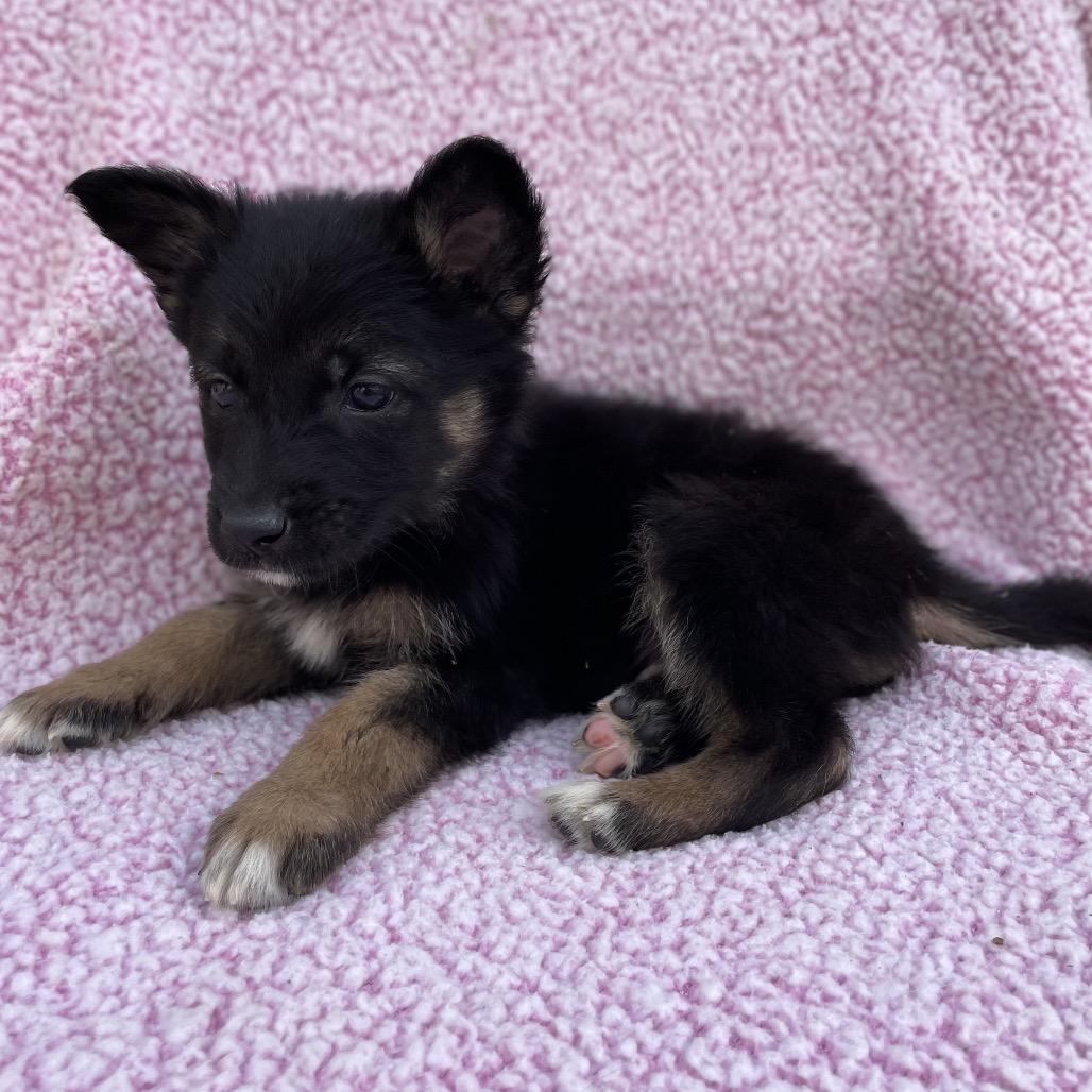 Enlarge Bruno, a Adoptable German Shepherd Dog in Tucson, AZ image 2/3