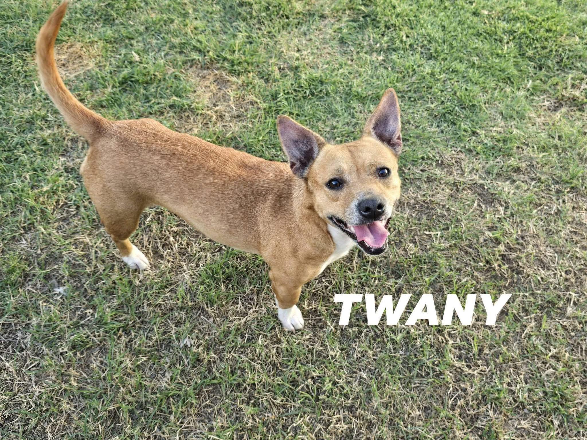 Enlarge Tawny, a ADOPTABLE mixed breed in Mingus, TX image 1/1