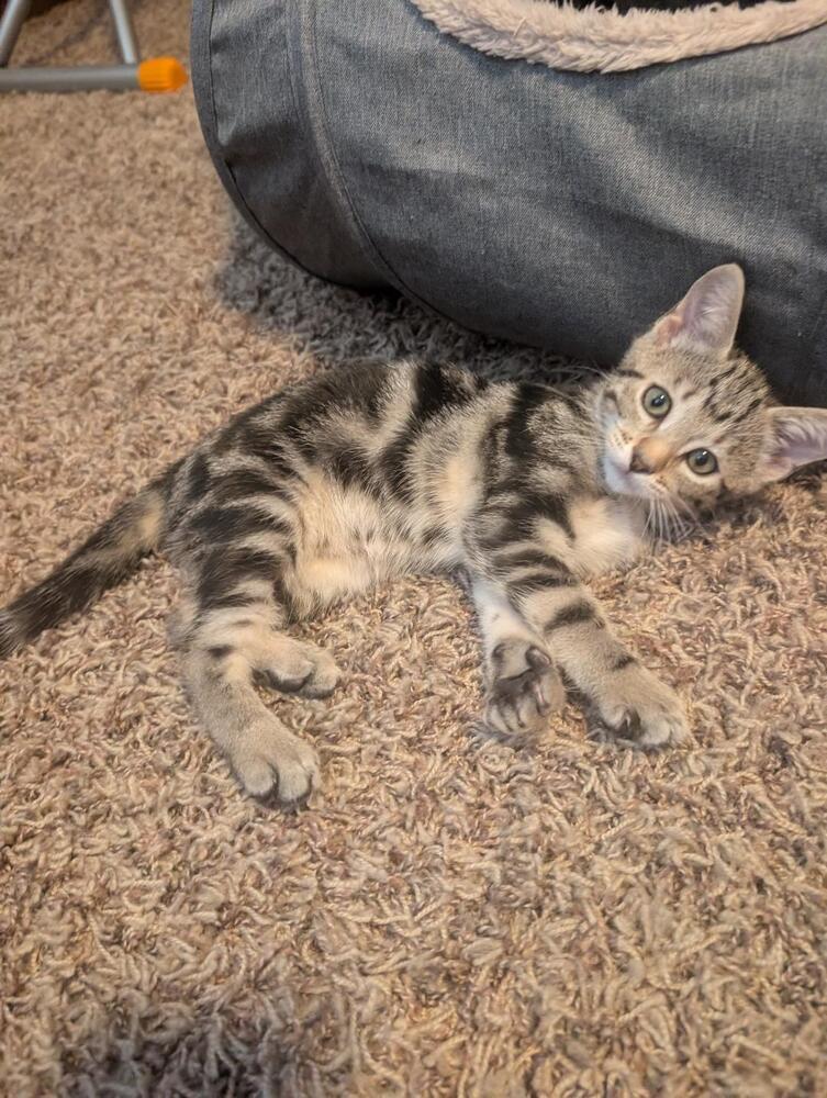 Enlarge Sassy, a Adoptable Domestic Short Hair in Oceanside, CA image 2/4