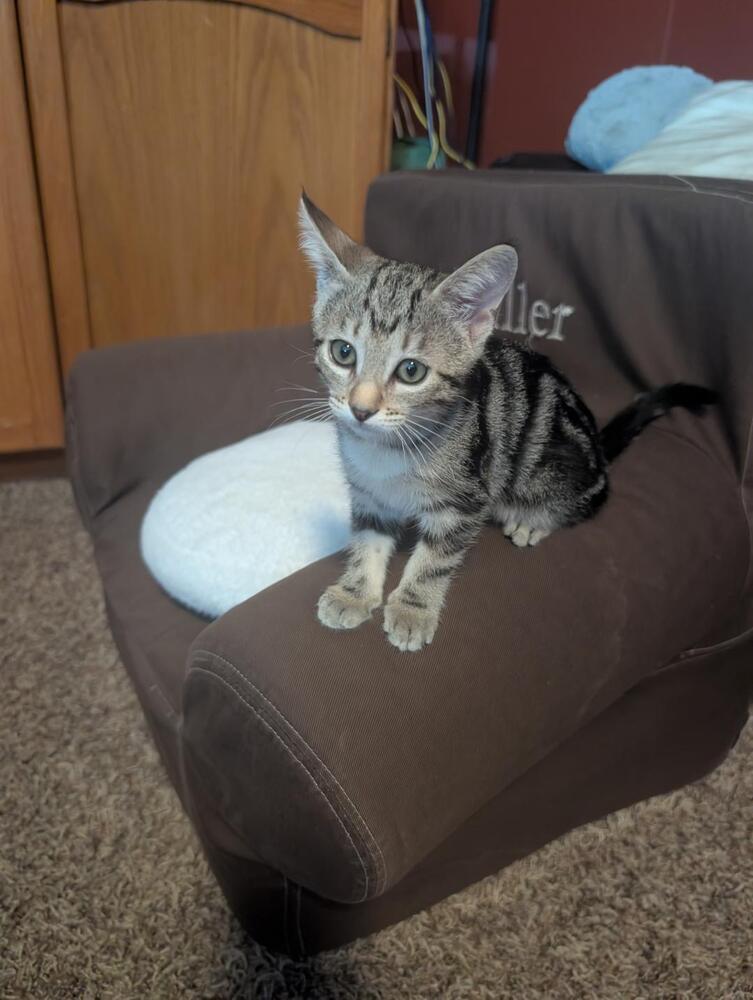 Enlarge Sassy, a Adoptable Domestic Short Hair in Oceanside, CA image 3/4