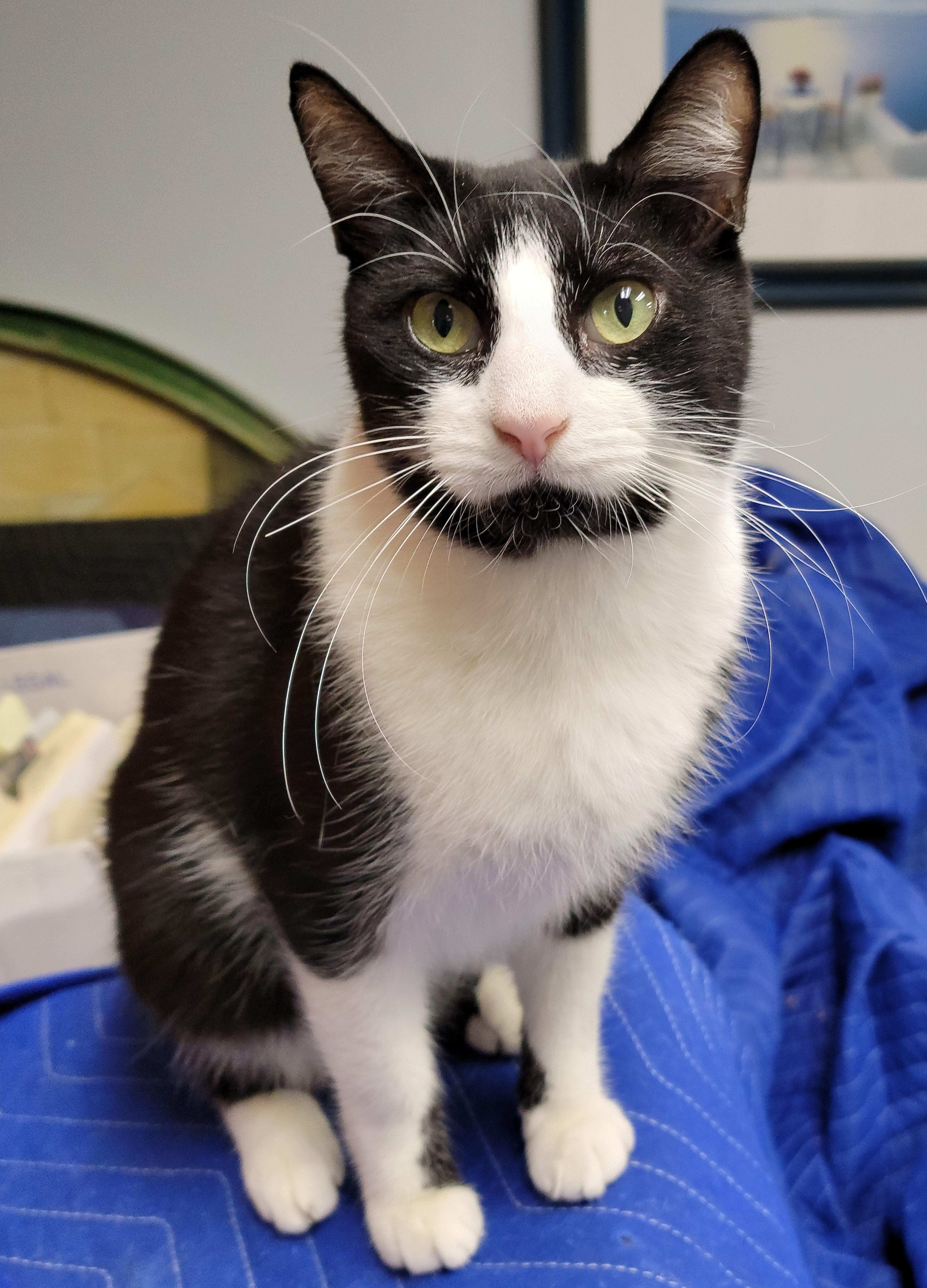 Oreo Freeman, a Adoptable Domestic Short Hair in St Petersburg, FL image 1/4