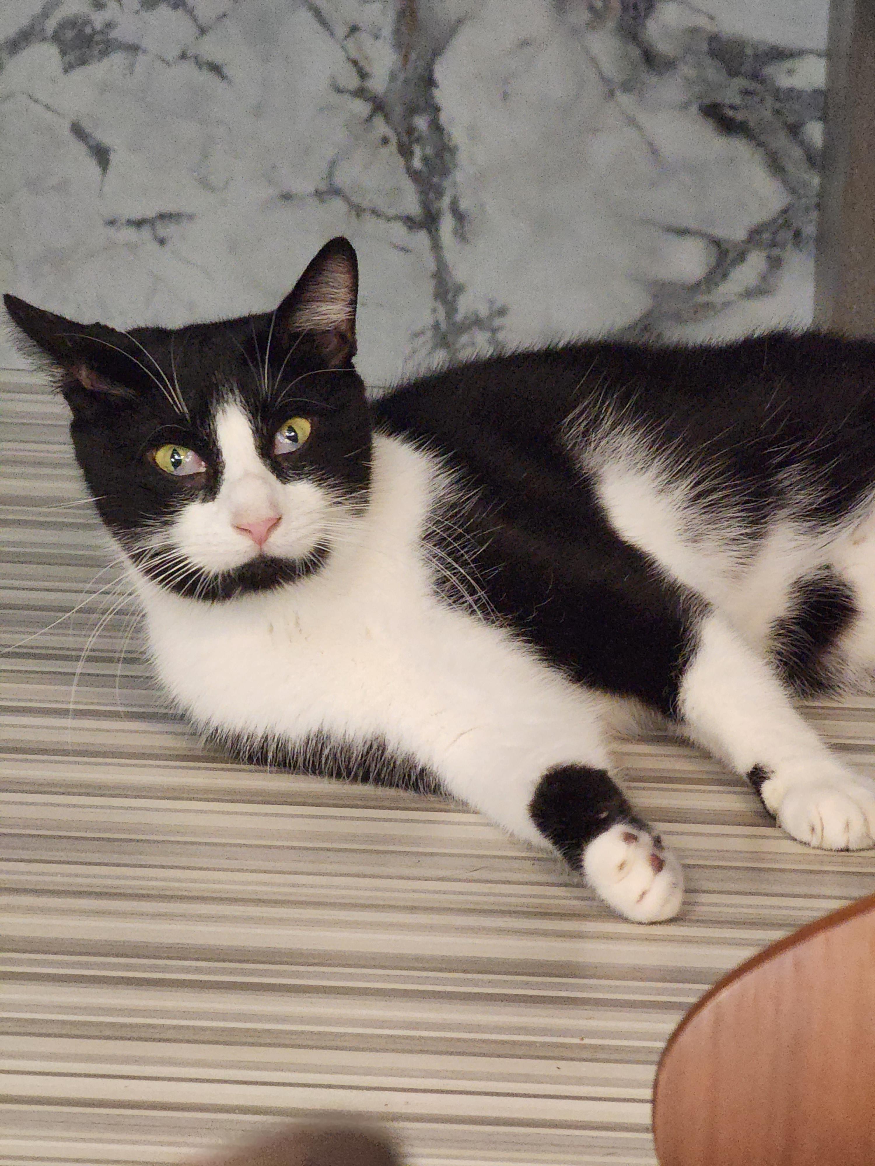 Oreo Freeman, a Adoptable Domestic Short Hair in St Petersburg, FL image 2/4