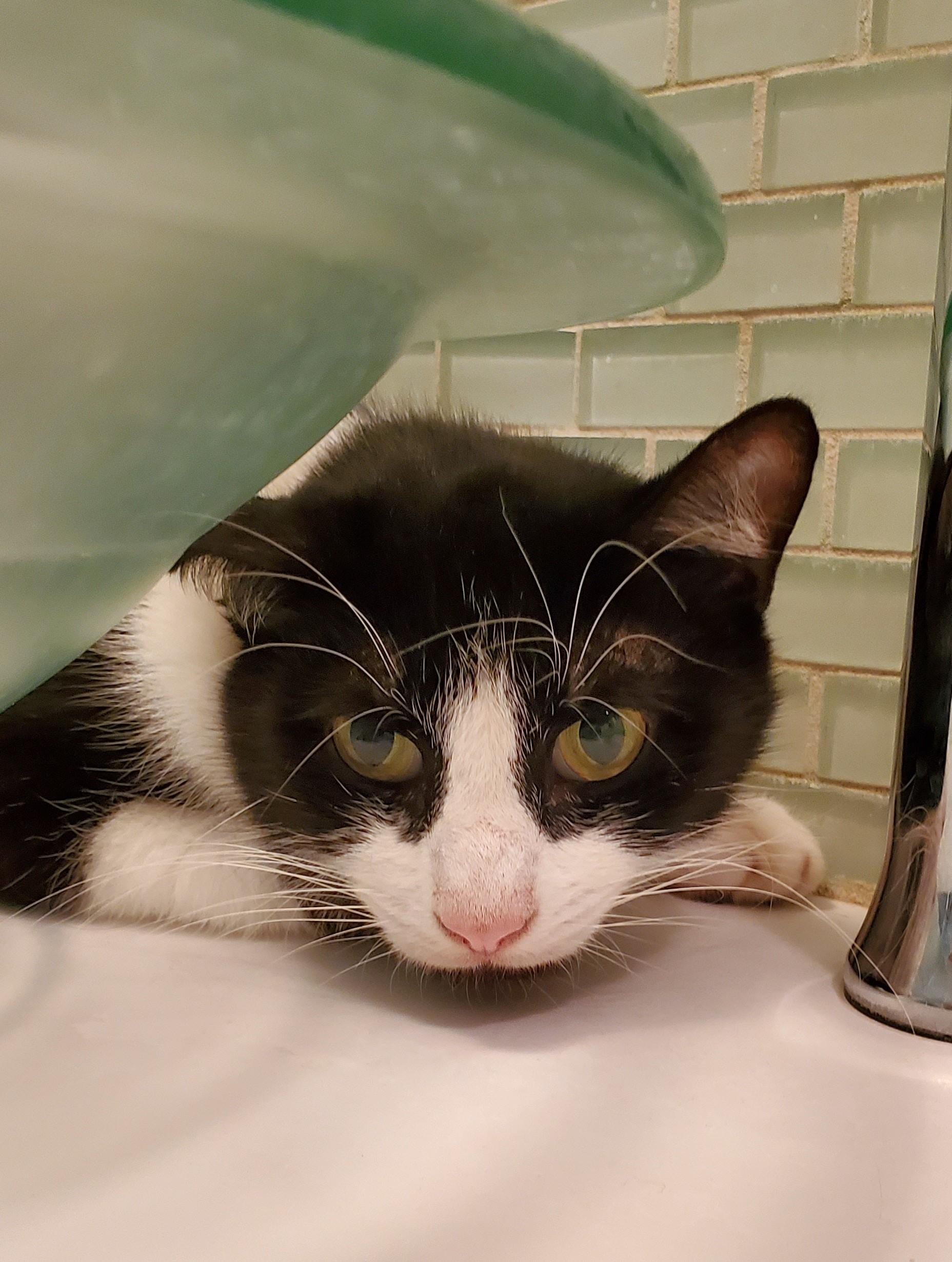 Oreo Freeman, a Adoptable Domestic Short Hair in St Petersburg, FL image 3/4