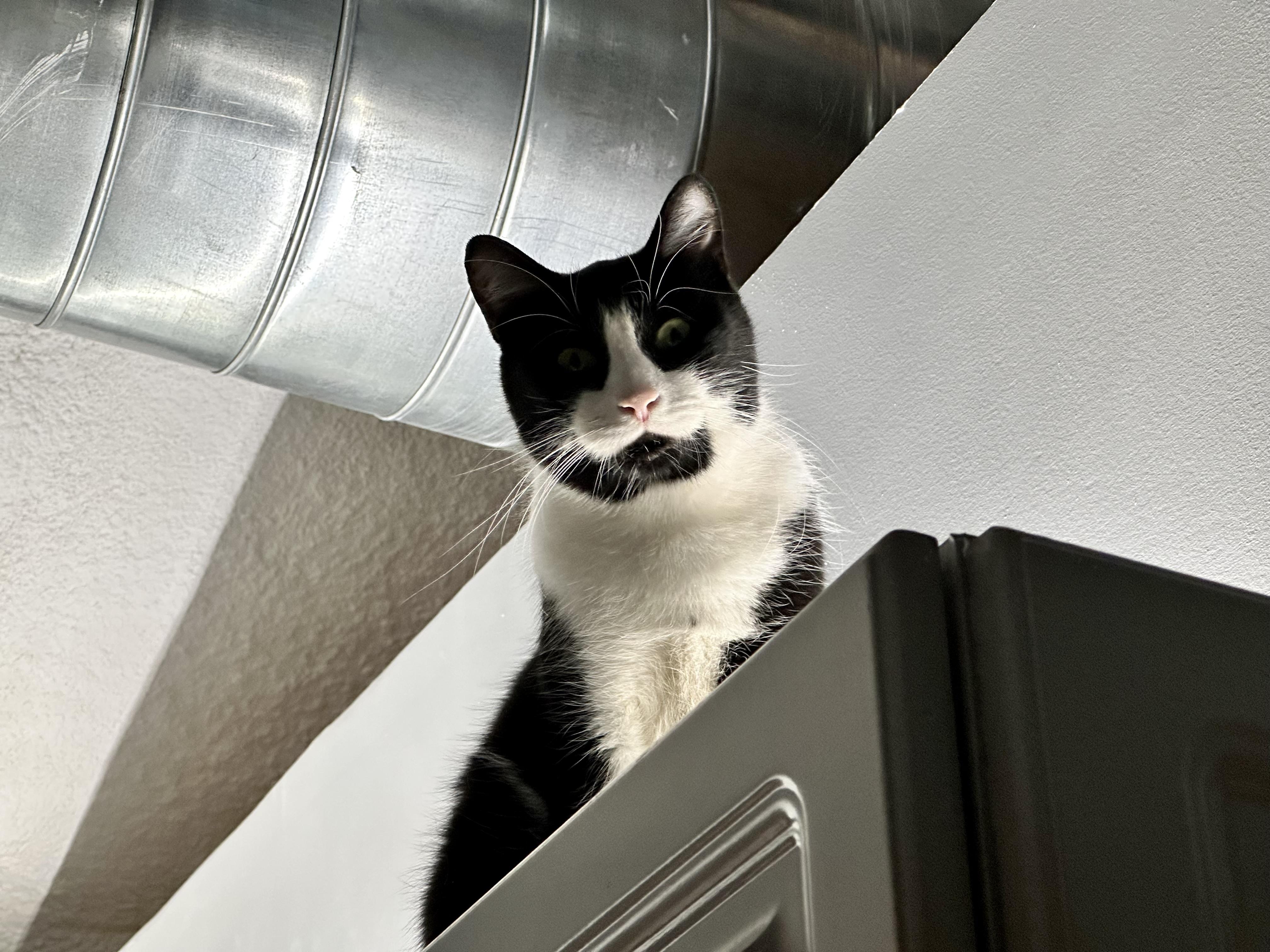 Oreo Freeman, a Adoptable Domestic Short Hair in St Petersburg, FL image 4/4