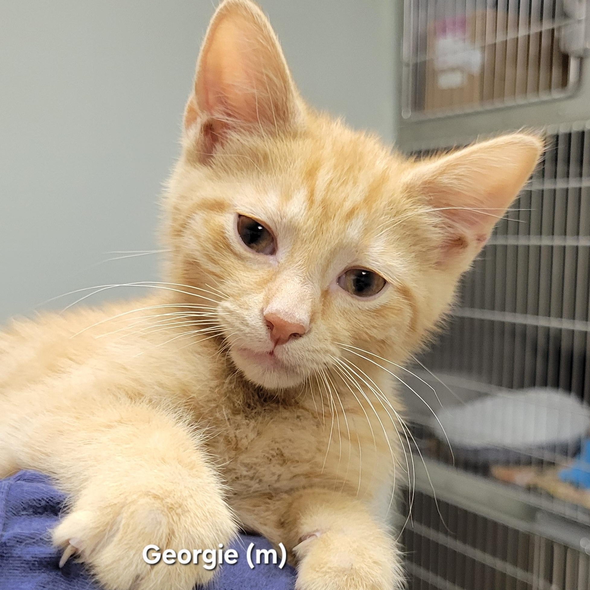 Georgie, adopted, Kitten Male Domestic Short Hair.