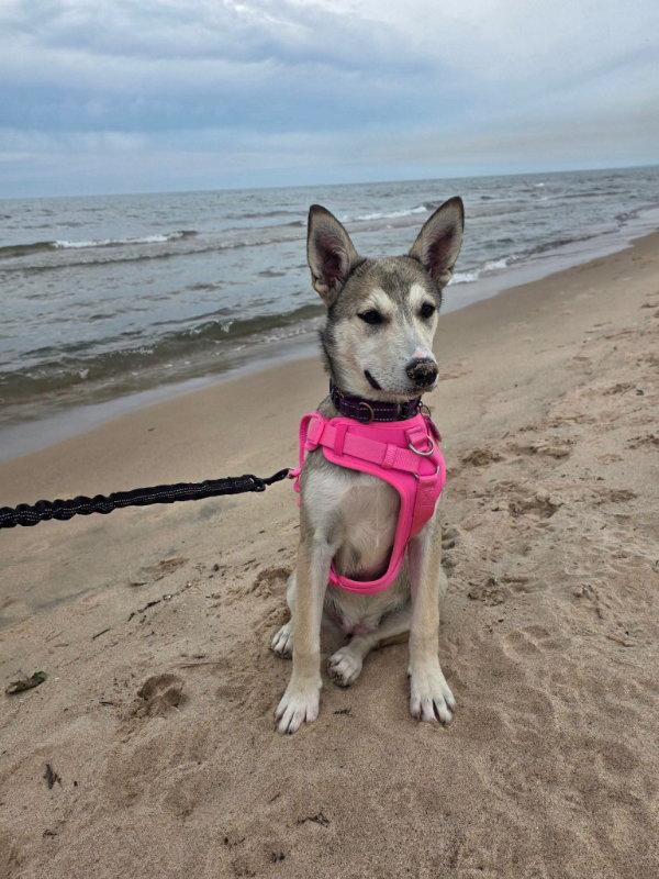Missy, Adoptable, Young Female Husky.