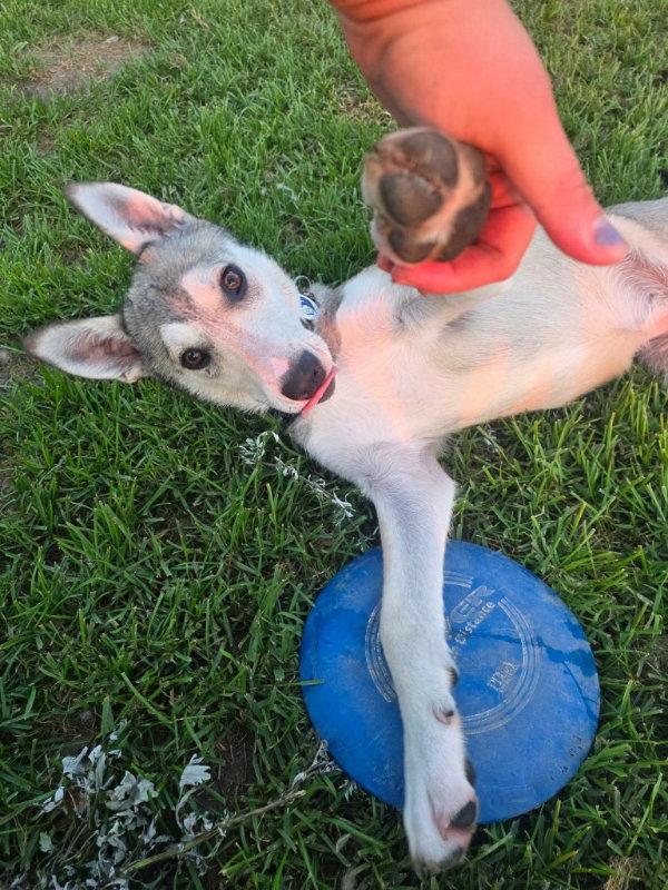Missy, a Adoptable Husky in Portage, IN image 2/3