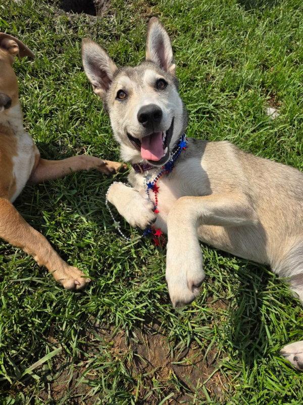 Missy, a Adoptable Husky in Portage, IN image 3/3