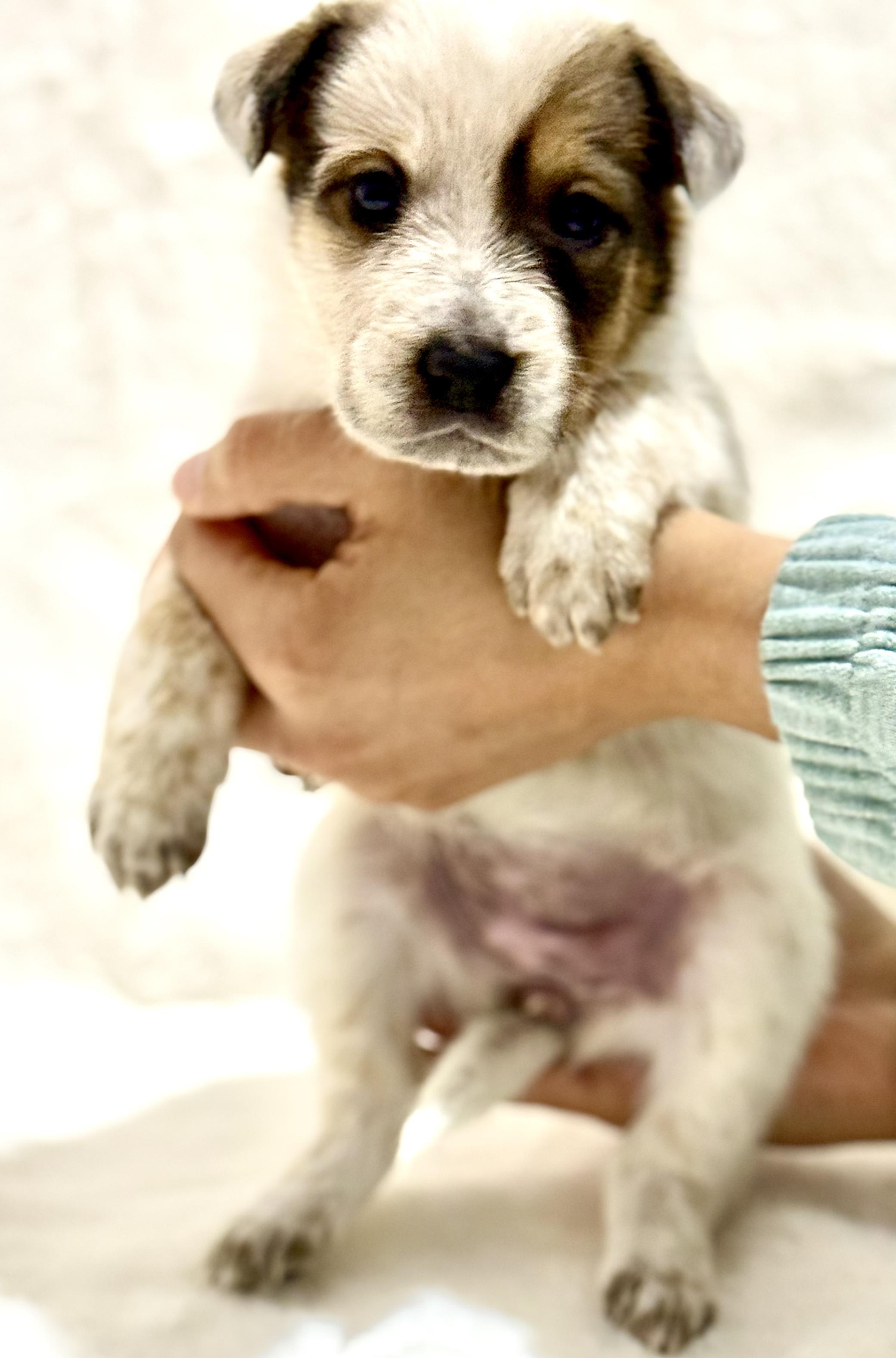 Enlarge Coco, an adopted Australian Cattle Dog / Blue Heeler in Austin, TX image 5/5