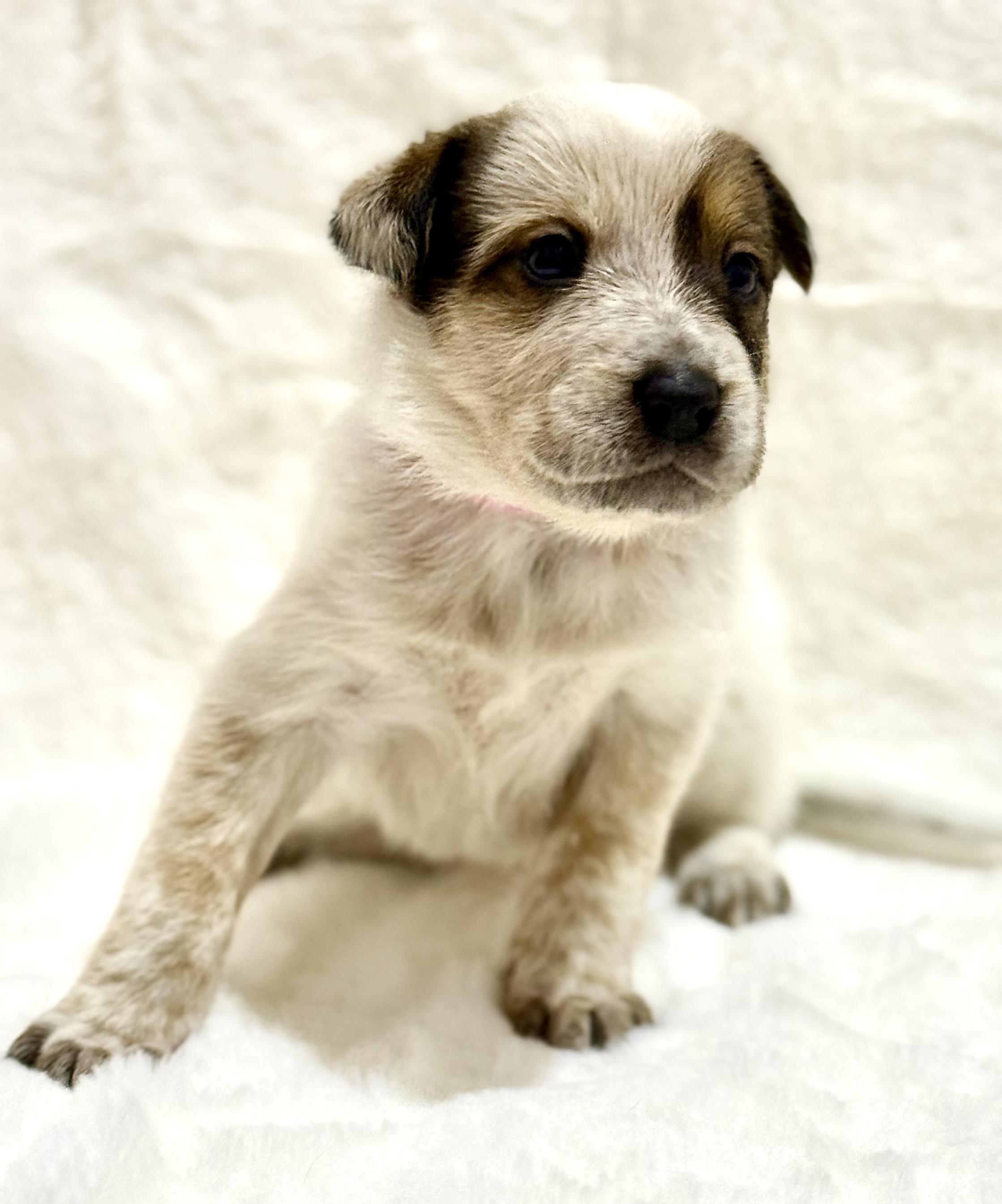 Enlarge Coco, an adopted Australian Cattle Dog / Blue Heeler in Austin, TX image 2/5