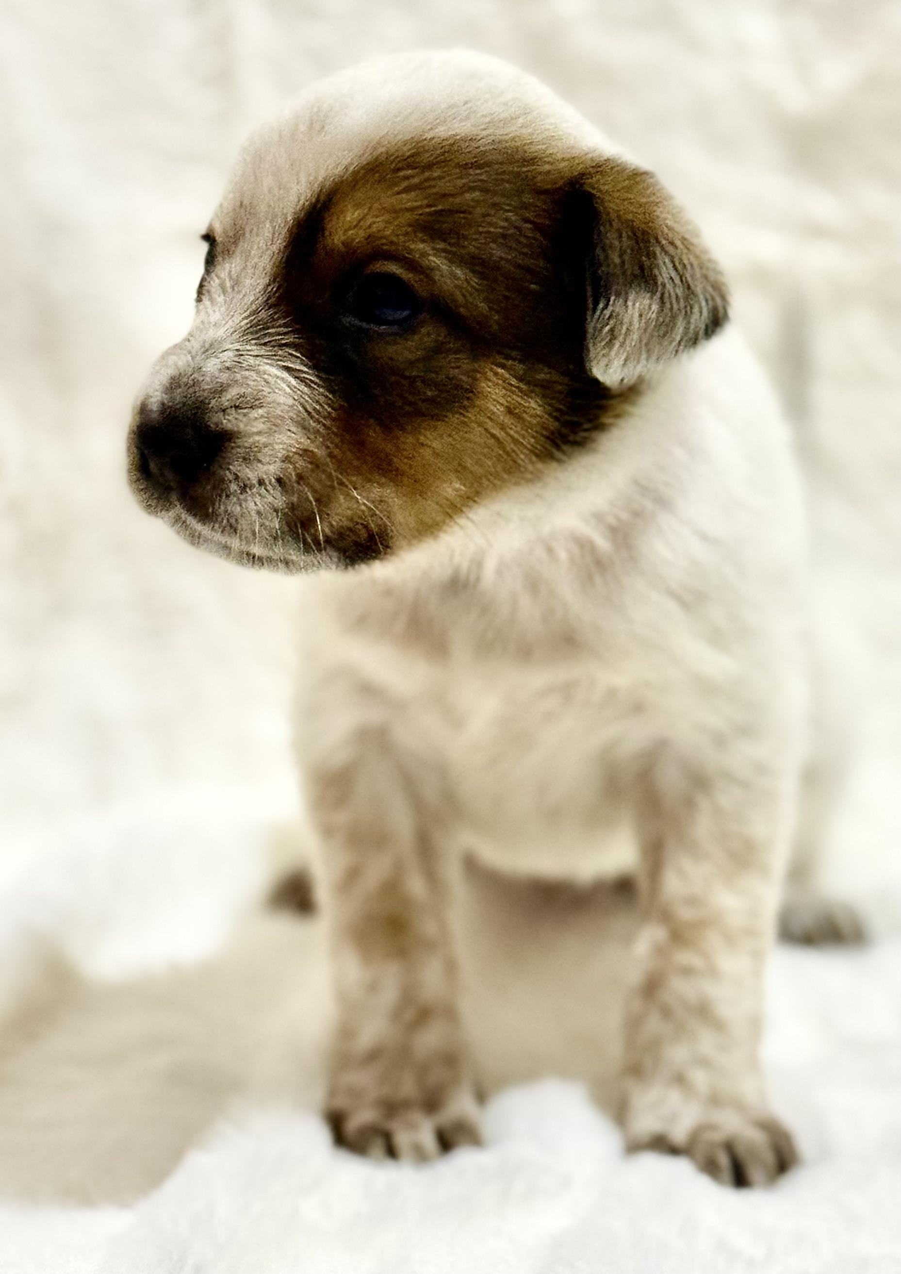 Enlarge Coco, an adopted Australian Cattle Dog / Blue Heeler in Austin, TX image 3/5
