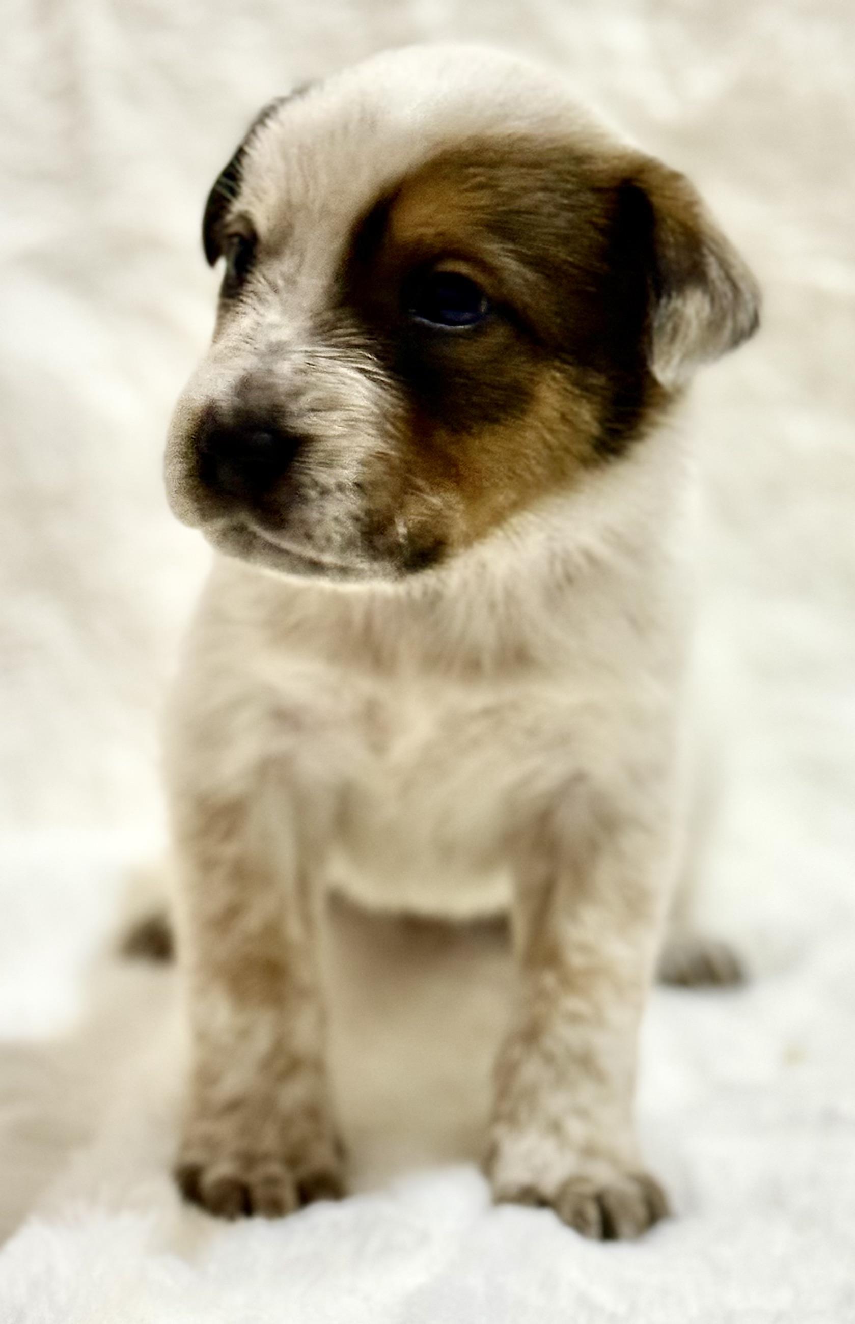 Enlarge Coco, an adopted Australian Cattle Dog / Blue Heeler in Austin, TX image 4/5