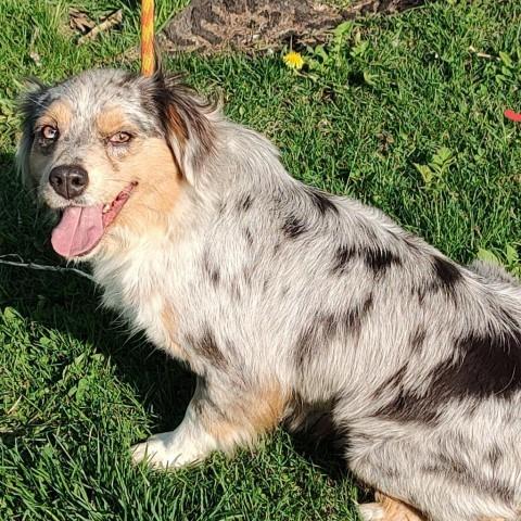 Jazzy, Adult Female Australian Shepherd