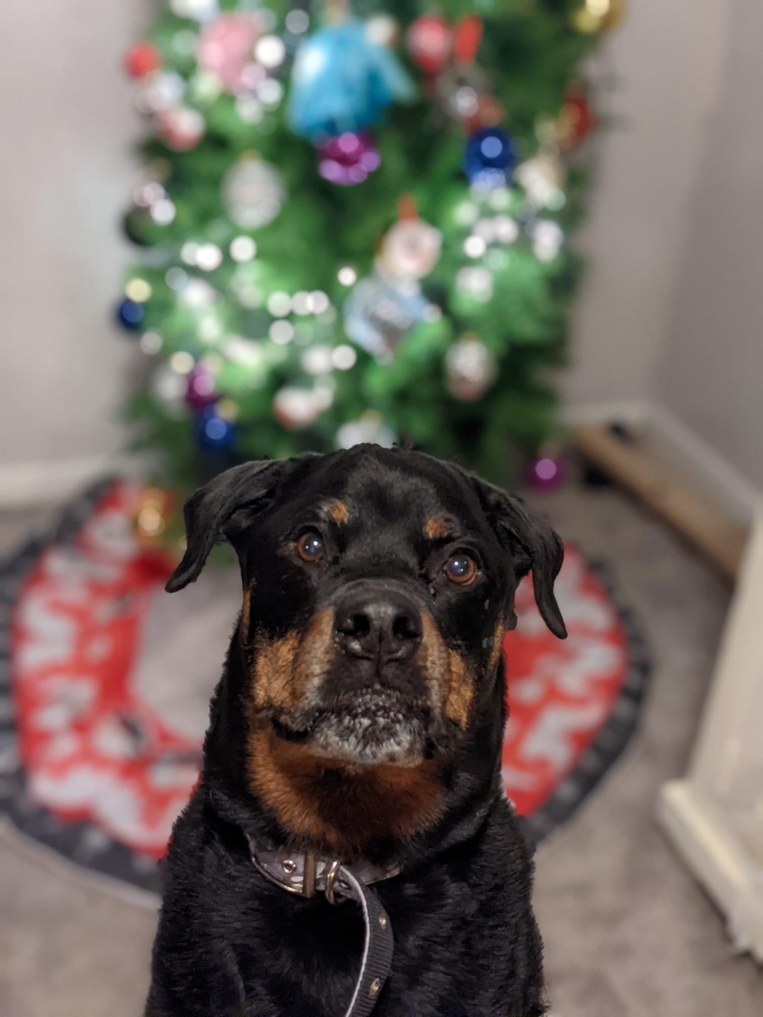Enlarge Kaiser, a Adopted Rottweiler in Cologne, MN image 4/6