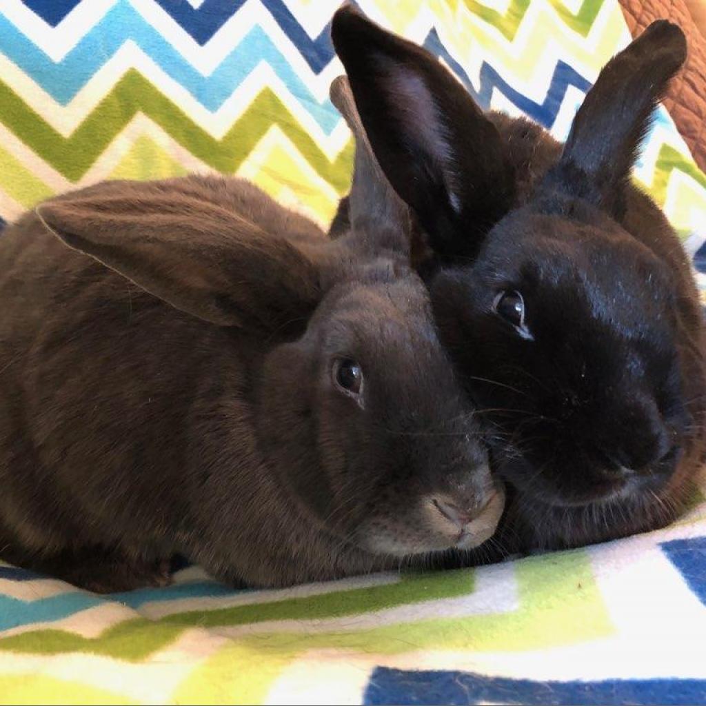 Enlarge Thelma (bonded to Louise), a Adoptable American in Murrieta, CA image 2/4