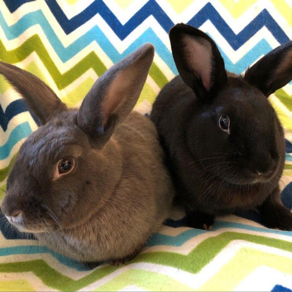 Enlarge Thelma (bonded to Louise), a Adoptable American in Murrieta, CA image 3/4