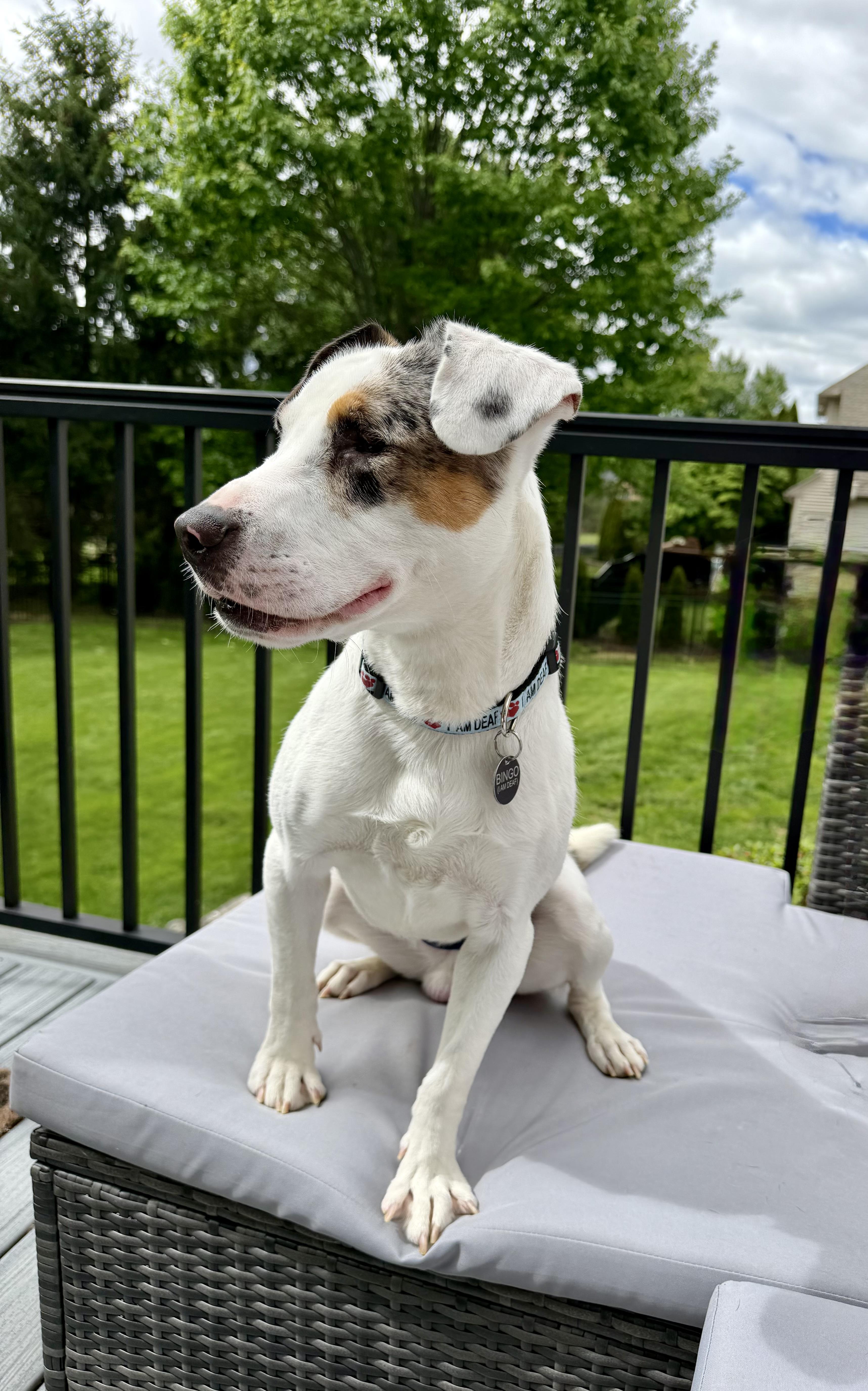 Enlarge Bingo, a Adoptable mixed breed in North Haledon, NJ image 1/6