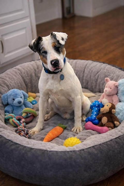 Bingo, a Adoptable mixed breed in North Haledon, NJ image 1/6