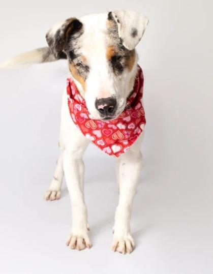Bingo, a Adoptable mixed breed in North Haledon, NJ image 3/6