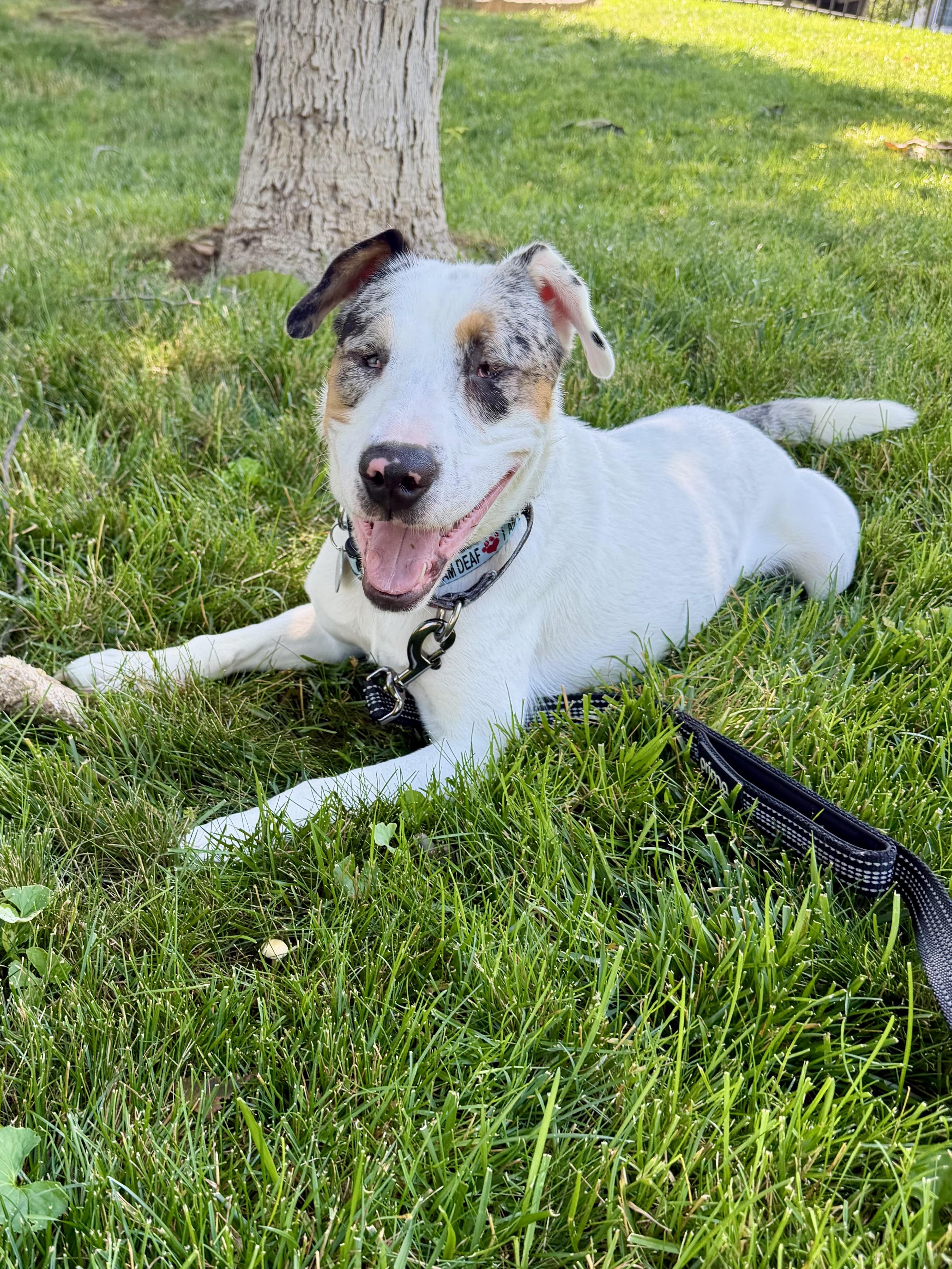 Enlarge Bingo, a Adoptable mixed breed in North Haledon, NJ image 2/6