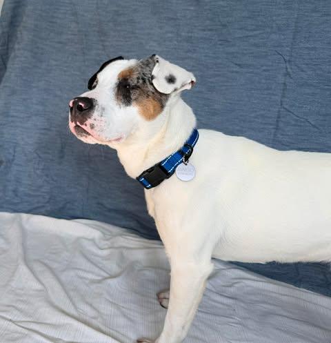 Bingo, a Adoptable mixed breed in North Haledon, NJ image 5/6