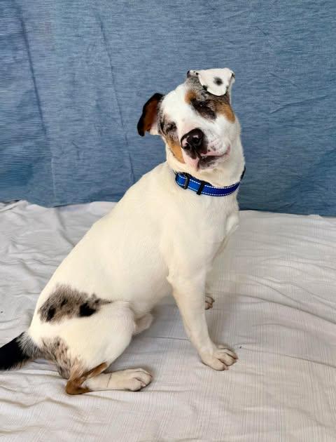 Bingo, a Adoptable mixed breed in North Haledon, NJ image 6/6