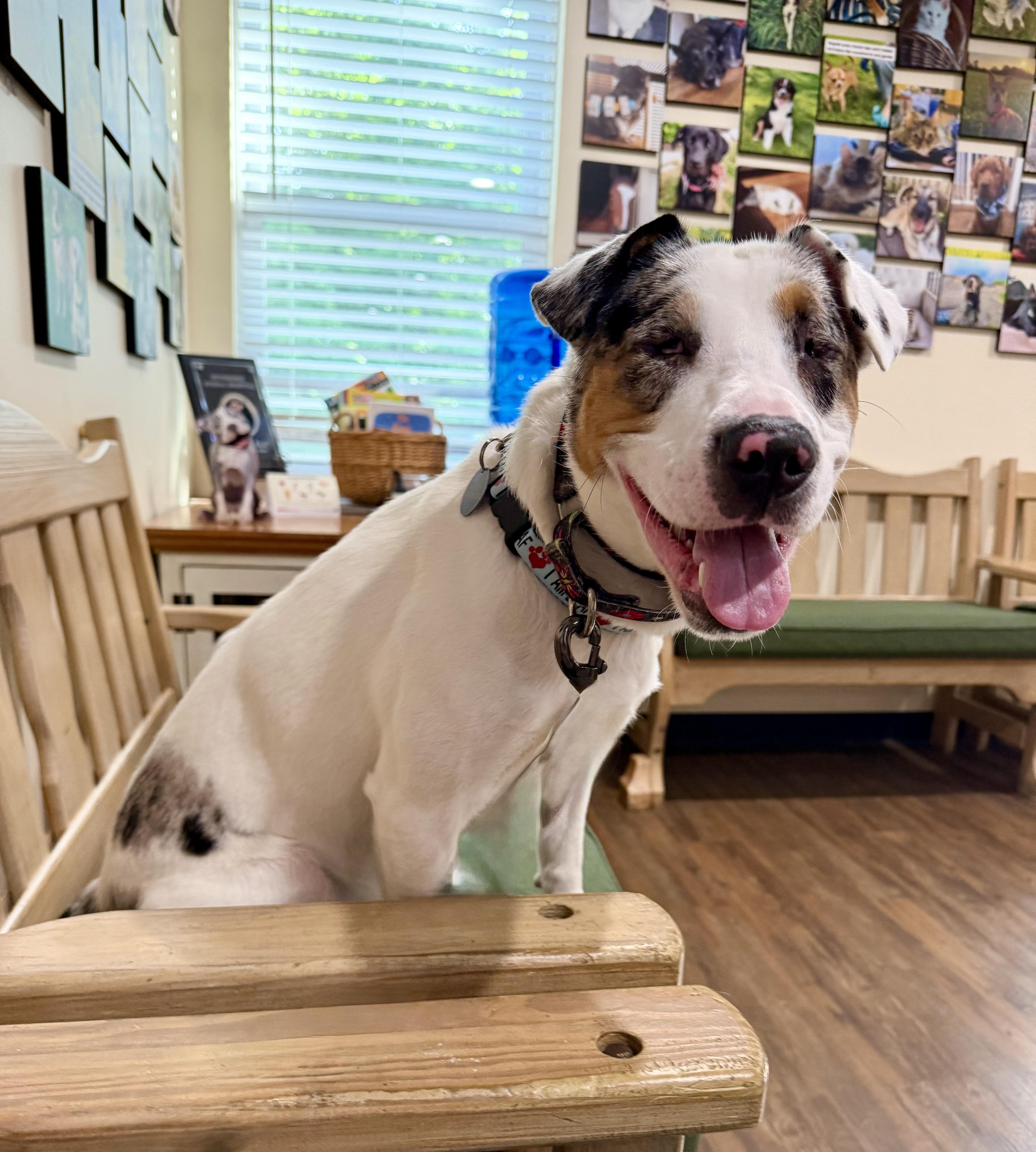 Enlarge Bingo, a Adoptable mixed breed in North Haledon, NJ image 3/6