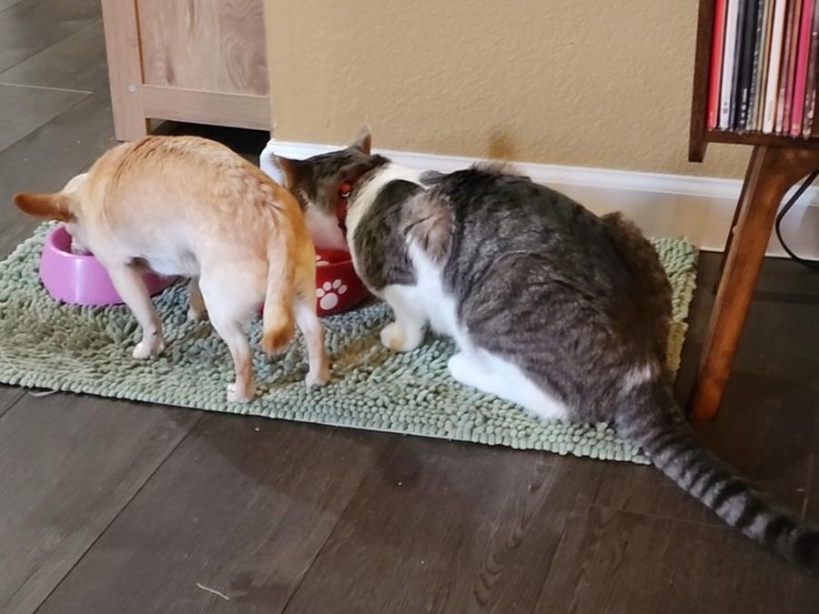 Enlarge Herman, an adoptable Domestic Short Hair in Denver, CO image 2/4