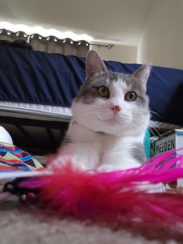 Enlarge Herman, an adoptable Domestic Short Hair in Denver, CO image 1/4