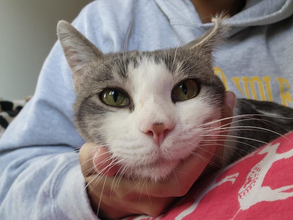 Enlarge Herman, an adoptable Domestic Short Hair in Denver, CO image 4/4